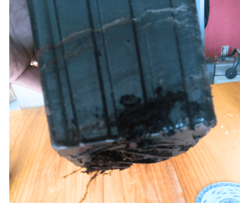 Bottom of a potted fig cutting