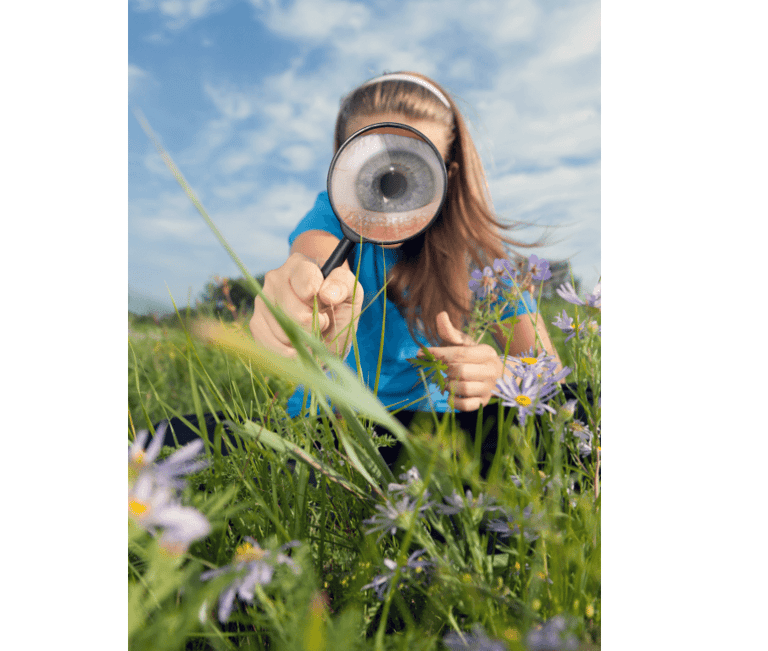 Observing your garden