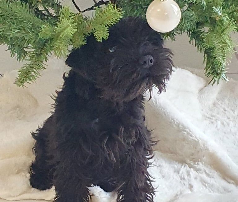 Chiot Schnauzer qui joue un matin de Noël