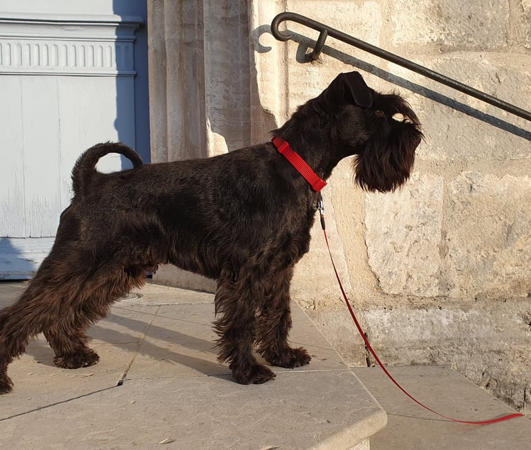 Schnauzer en position concours canin