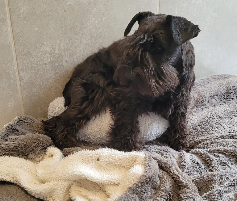 femelle schnauzer qui est attentive