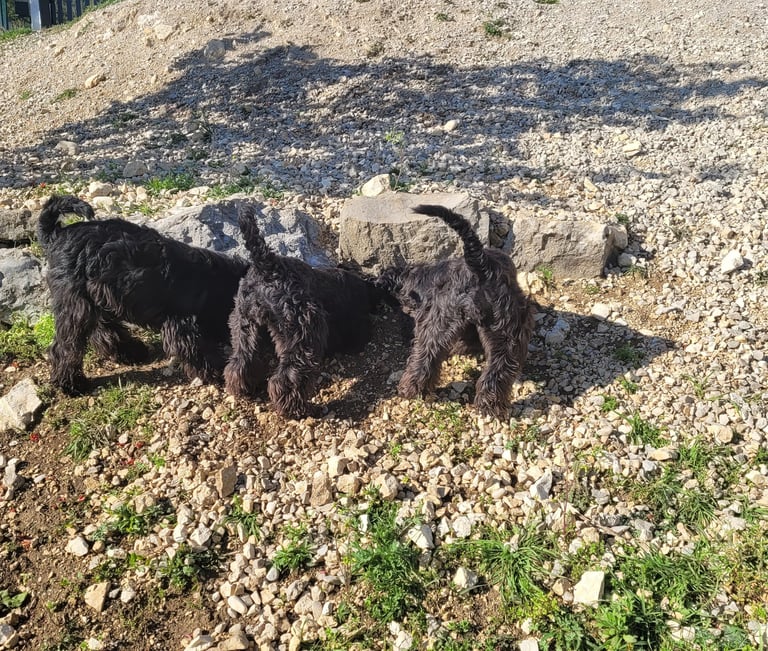 3 chiens schnauzers qui s'amusent dans le jardin