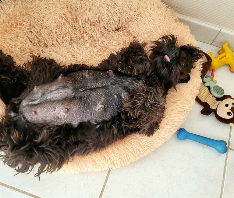 Schnauzer qui va avoir des chiots