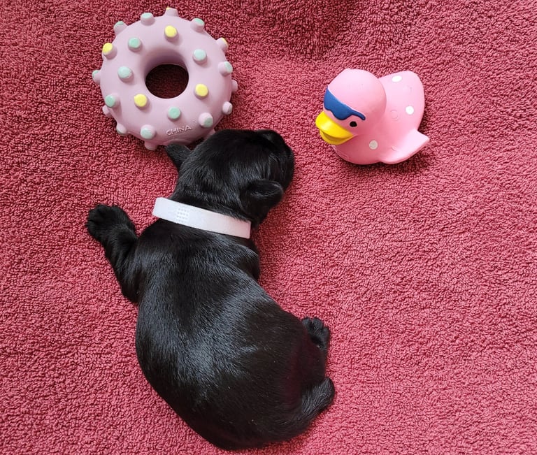 Bébé Schnauzer qui dort