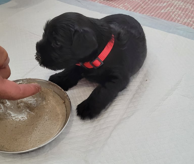 Chiot Schnauzer bouillie de sevrage