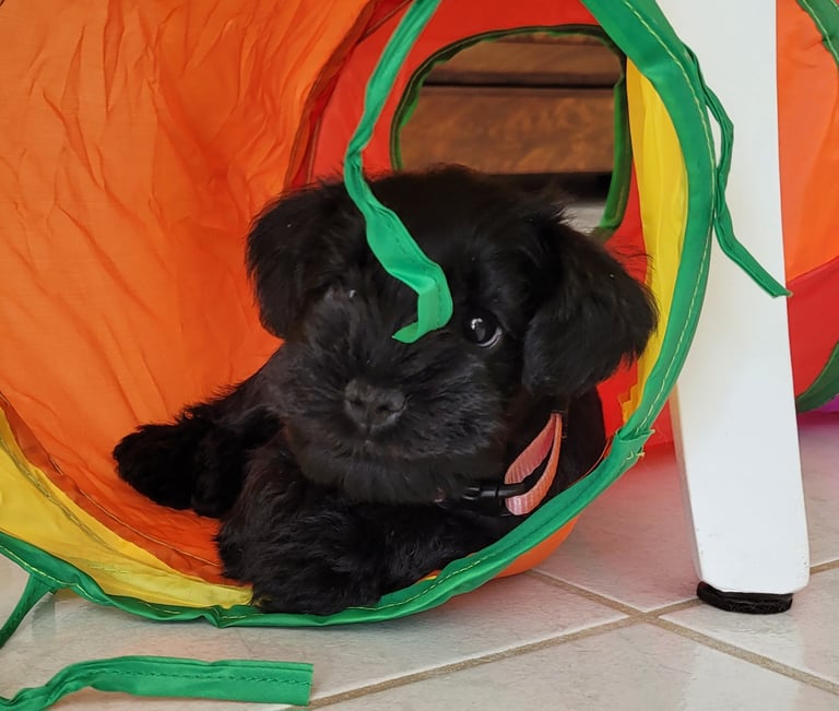 Bébé Schnauzer qui joue dans un tunnel
