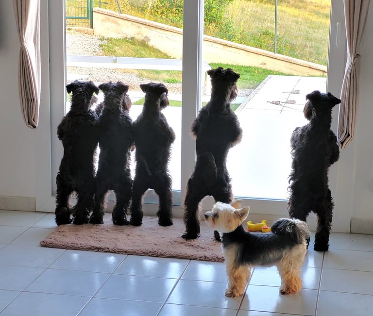 Schnauzers nains noirs voyant un chat!