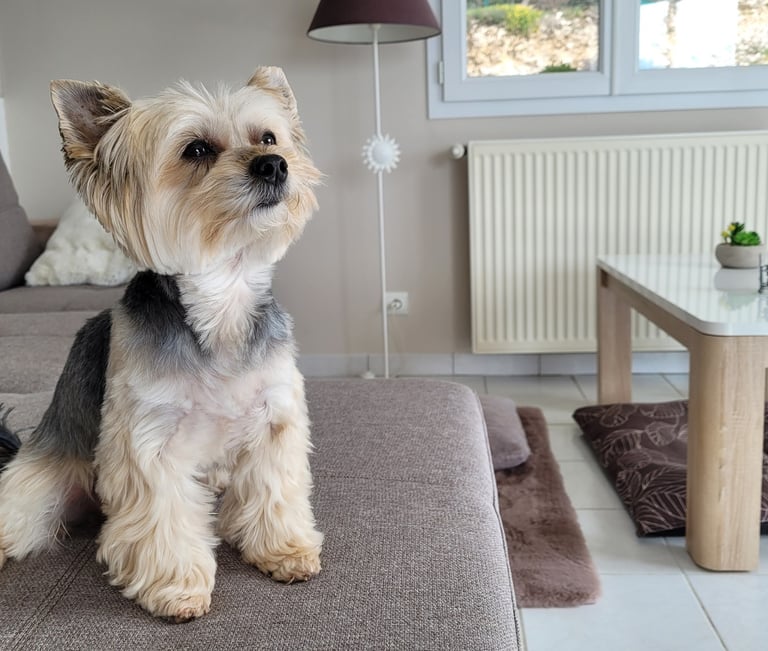Yorkshire assis sur un canapé