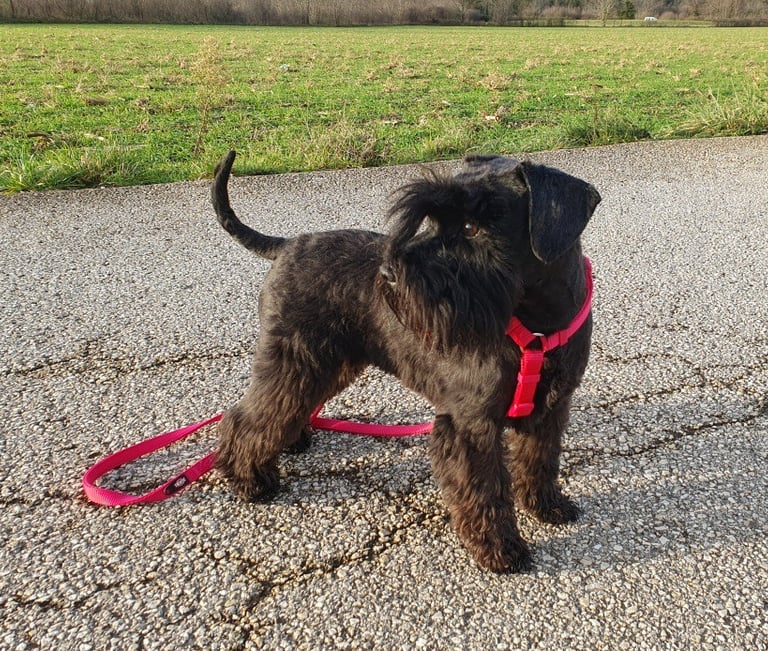 Tessie en balade Schnauzer nain noir