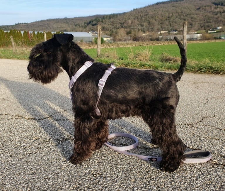 Tara en balade Schnauzer nain noir