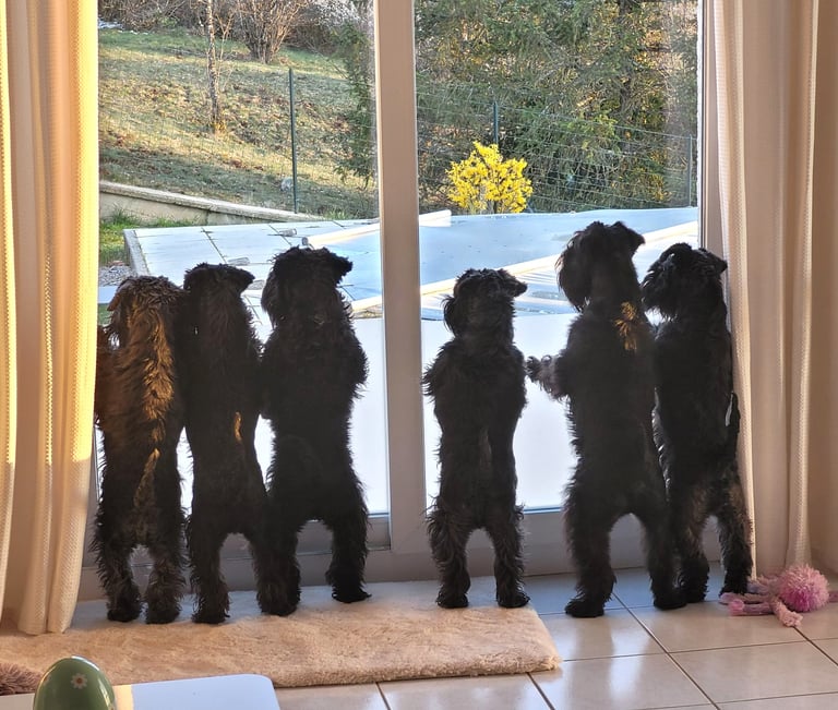 Schnauzers nains noirs voyant une biche!