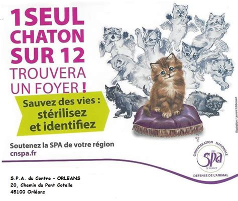 Campagne stérilisation chat SPA