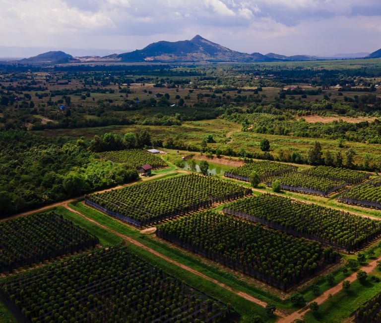 a large field with a lot of trees and mountains in the background