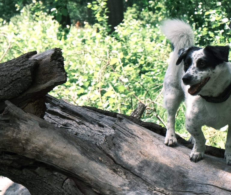 Training dog to be off leash, enjoying the outdoors