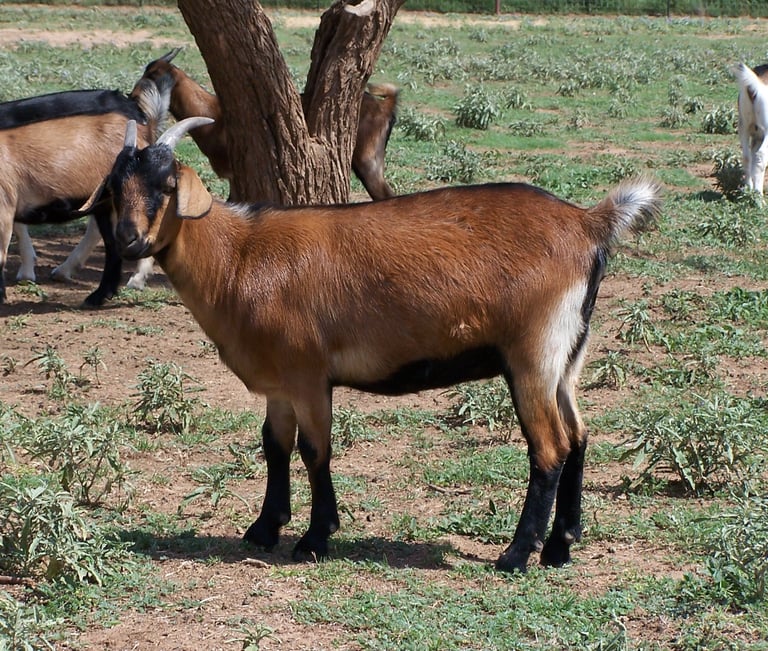 Heritage Texas Range Goat - Doeling (young female).