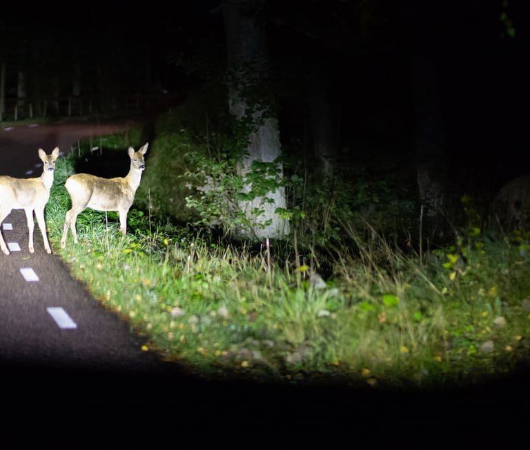 two deers are standing in the middle of a road