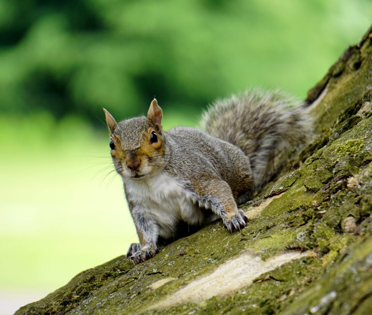 a squirrel is sitting on a tree trunk