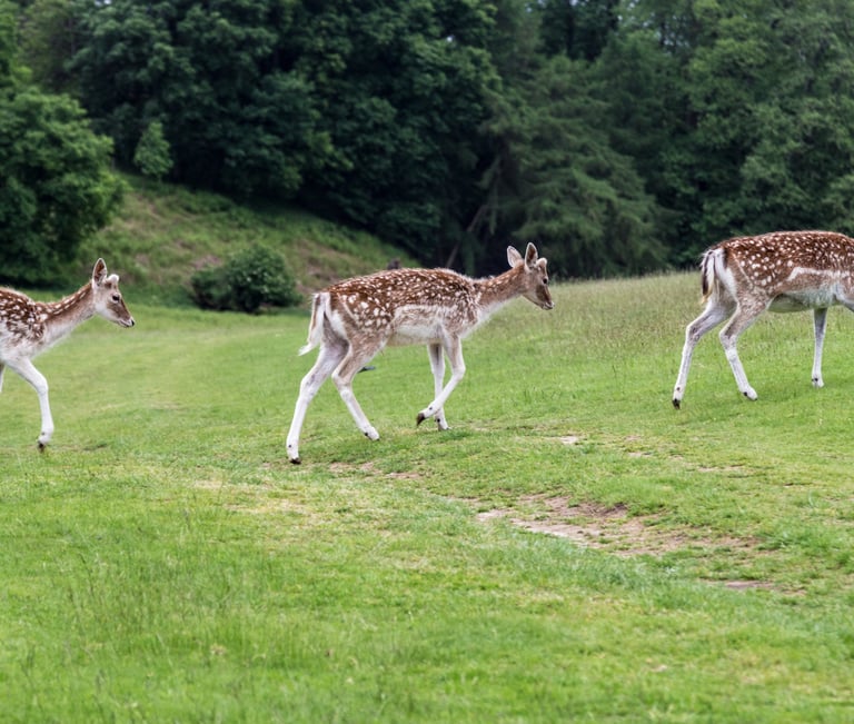 Fallow deer on grass