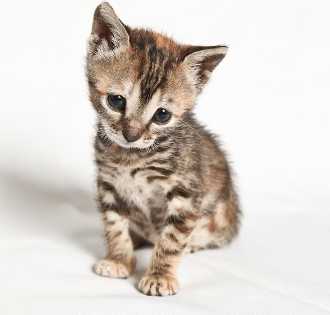 A photo of a kitten sitting down