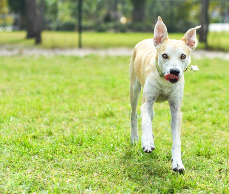 A puppy dog looking at the camera standing on grass