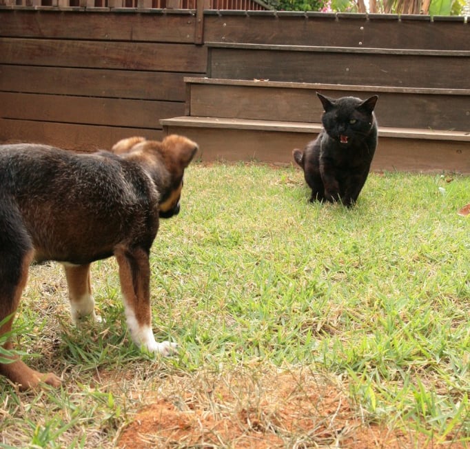 A puppy staring at an angry cat
