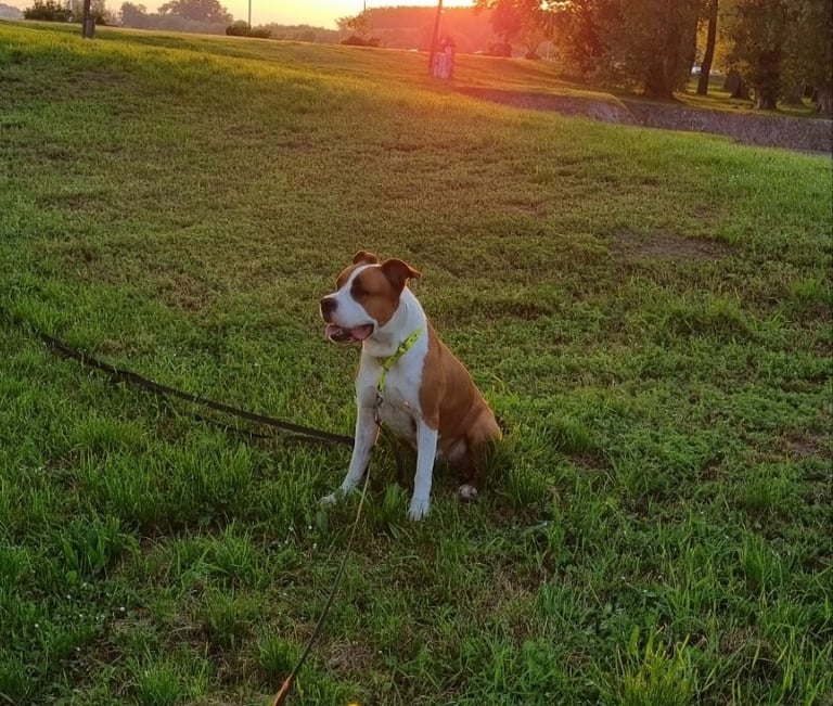 the dog is sitting in the meadow