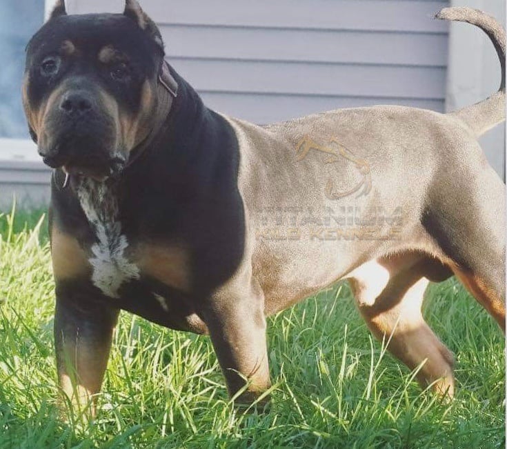 xl pitbull, xl american bully, titanium kilo kennels, bossy kennels