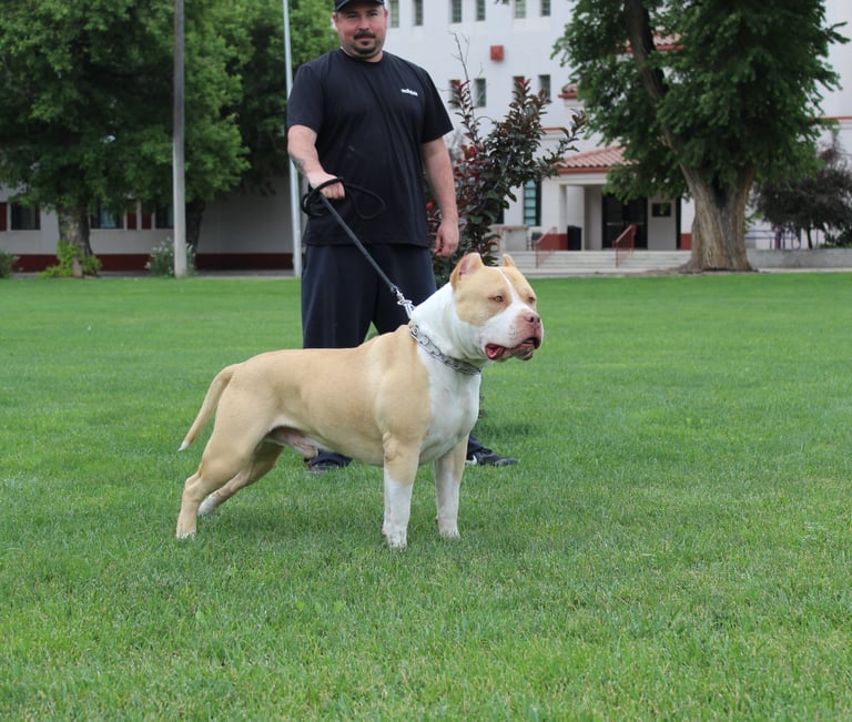 AMERICAN BULLY, TITANIUM KILO KENNELS, XL PITBULL