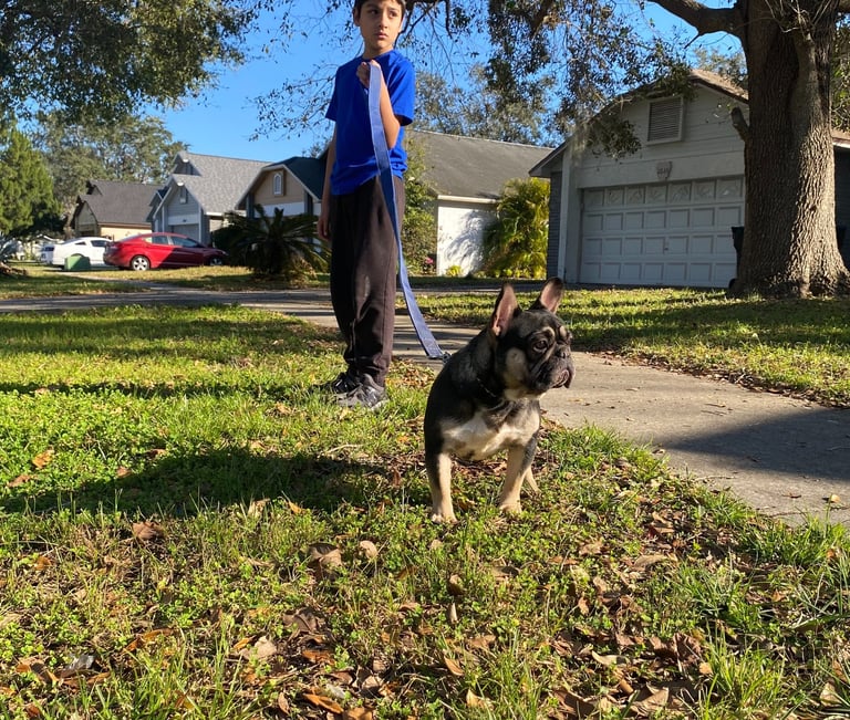 FRENCH BULLDOG, FRENCHIES, TITANIUM KILO KENNELS