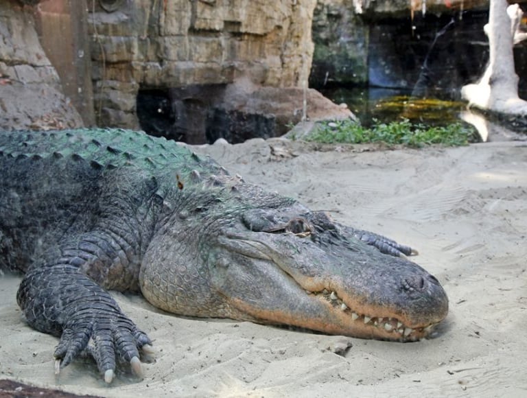 Coccodrillo Oltremare