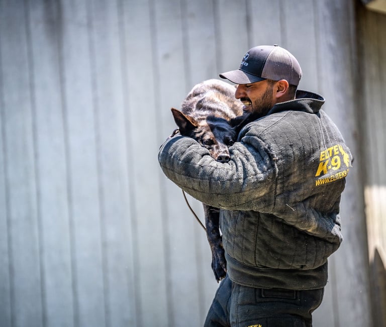 Trainer in a bite suit holding a working dog during protection training at Dynamic K9 in Tampa, FL.