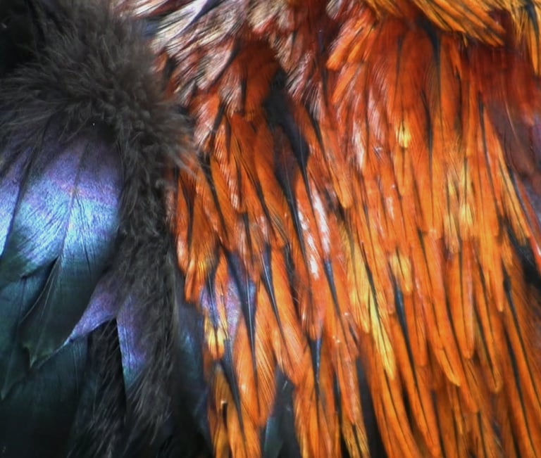 Habitantes_Tânia Moreira David