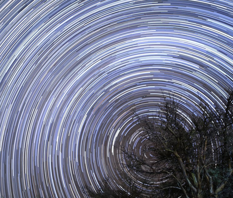 a tree with many stars in the sky