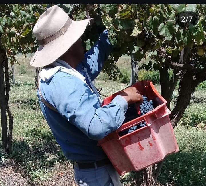 Foto: Bodega Martearena - Vendimia
