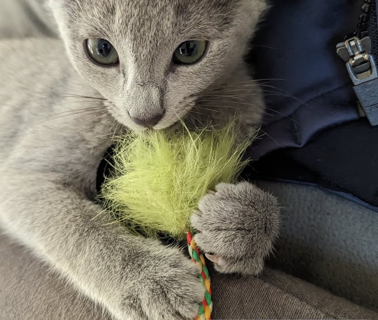 chaton bleu russe obsidian cats France