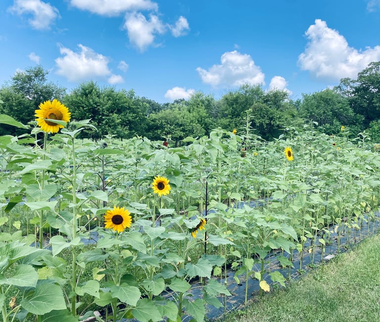 Sunflower Field at U-Pick Flower Farm