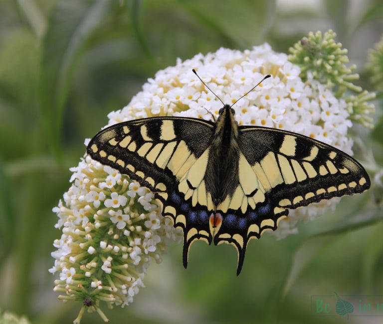 be in nature koninginnepage vlinder vlinderstruik