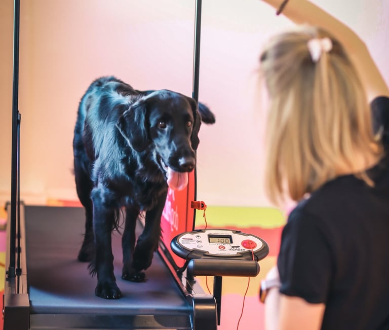 Šuo ant bėgimo takelio gerina savo ištvermę