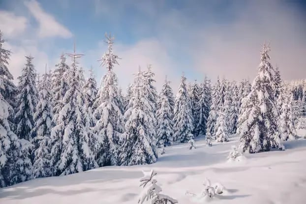 now-covered pine trees in the Tyrolean Alps near Stubai.