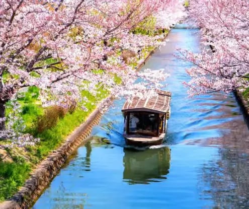 Scenic boat ride on Okazaki Canal under cherry blossoms in Kyoto.