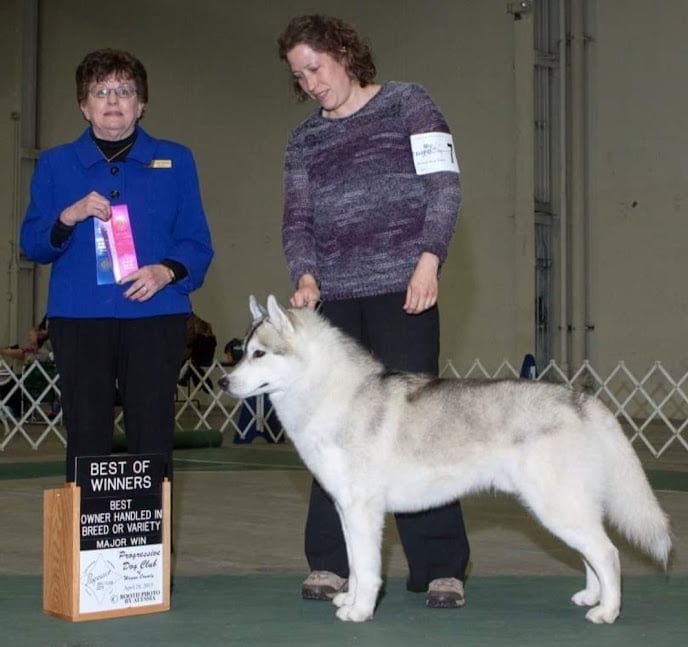 A Siberian Husky with its handler wins "Best of Winners" at a dog show.