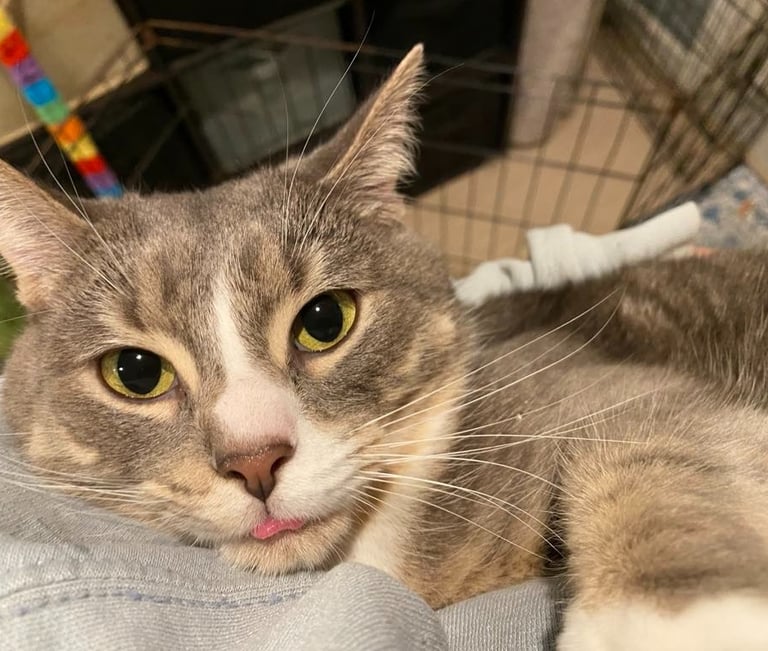 light grey cat with yellow eyes sticking out tongue while being held