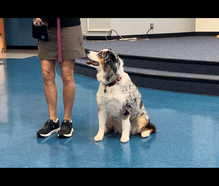 a dog sits in heel position looking up at its owner