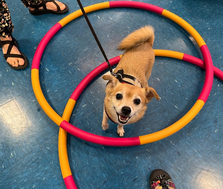 a chihuahua mix looks up with a smile on his face in agility dog training class