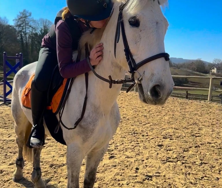 communication animale animal disparu animal perdu