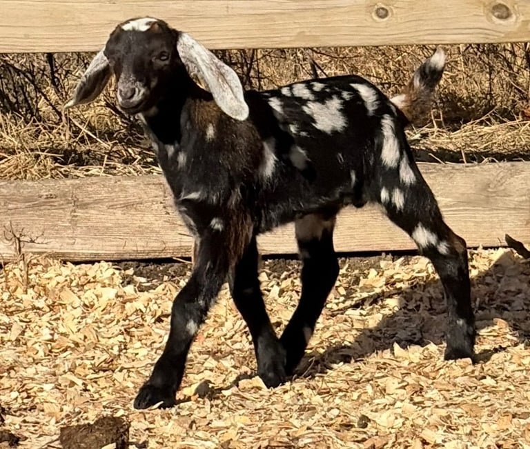 Black goat with white ears walking 