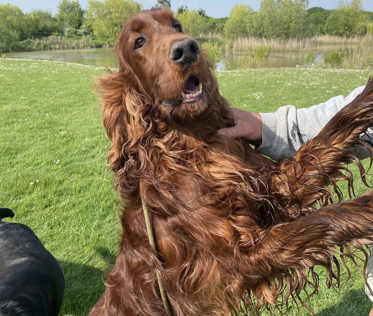Teddy - Our Irish Setter