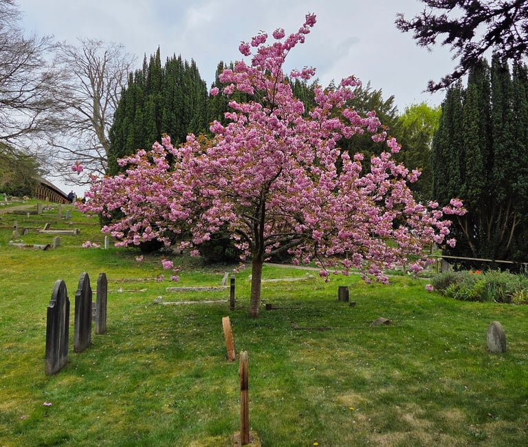 A tree in Spring, full of blossom, in a graveyard