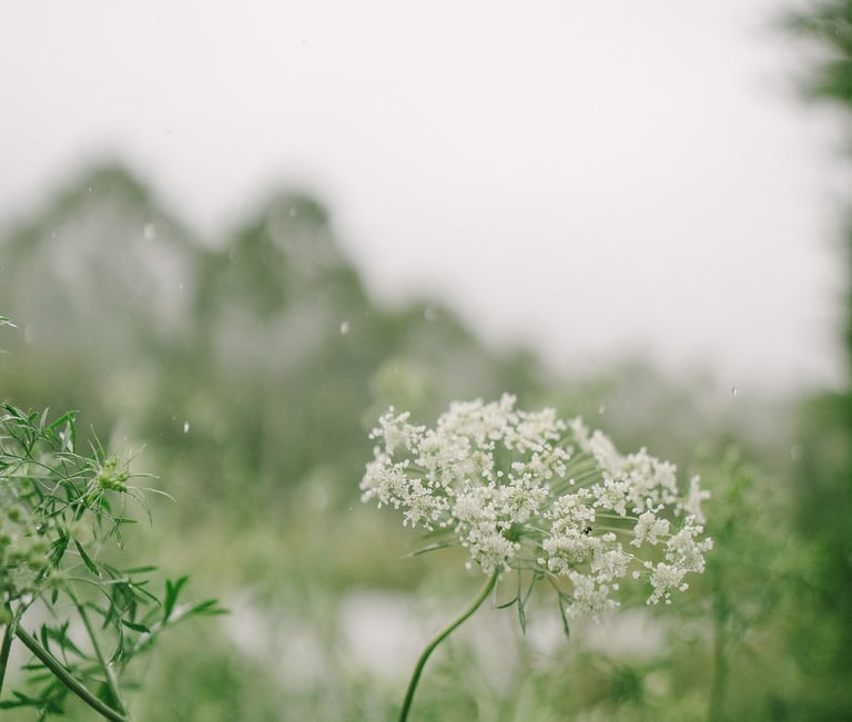 Flower detail in garden during a family photography session at Bali Farm House Bedugul Bali.