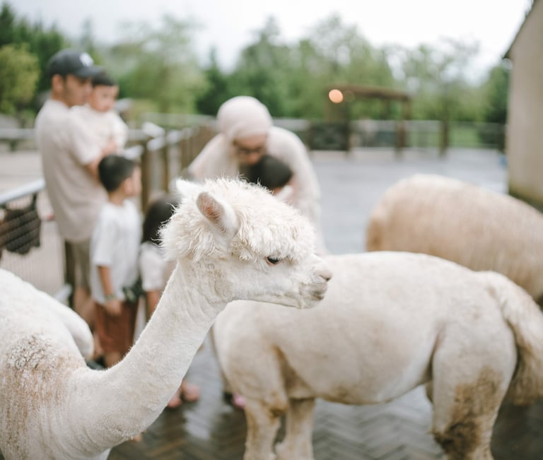 Alpaca portrait during a family photography session at Bali Farm House Bedugul Bali.